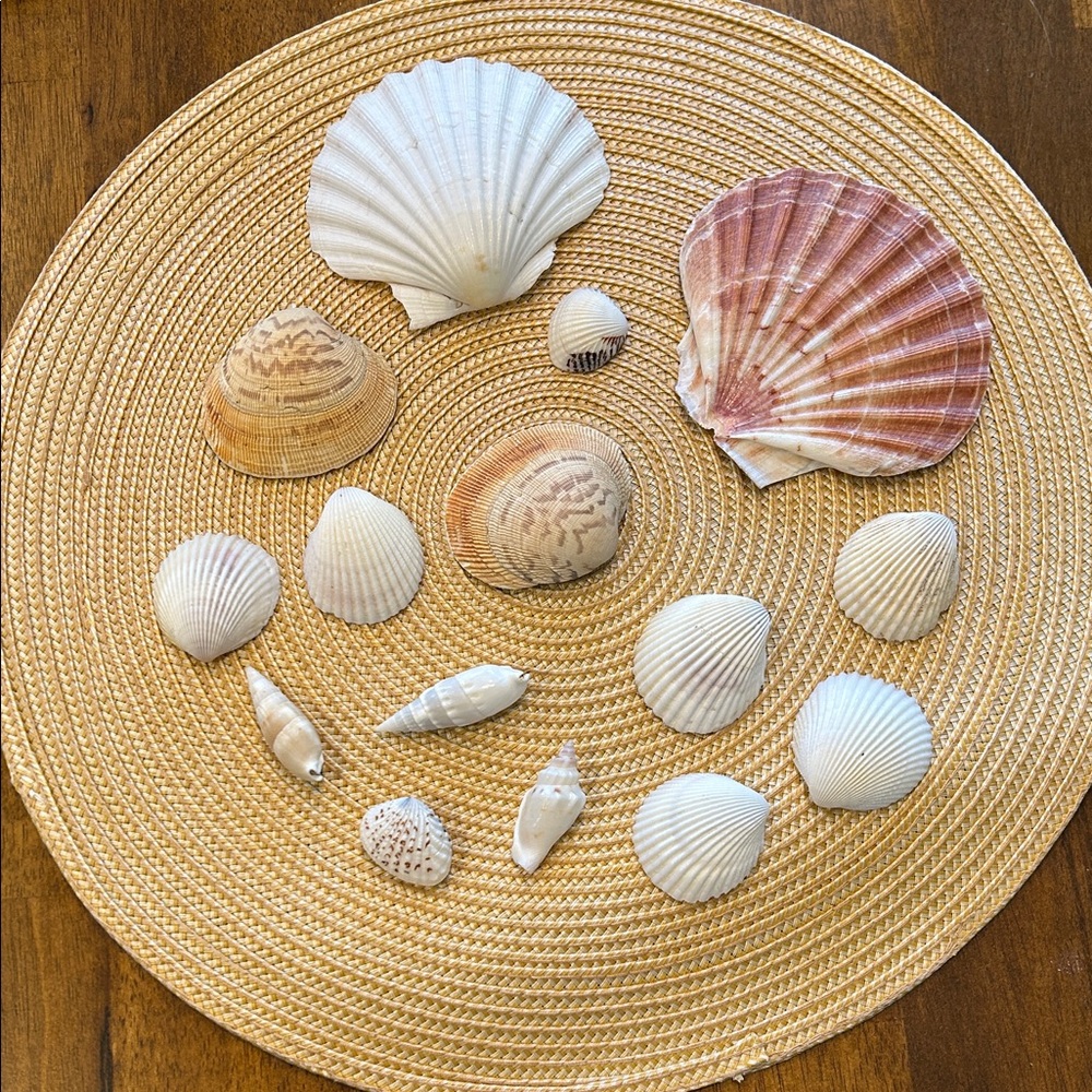 Vintage Lot Of Assorted Sea Shells